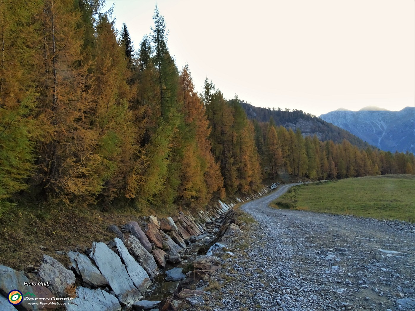 93 Filare di larici colorati d'autunno.JPG